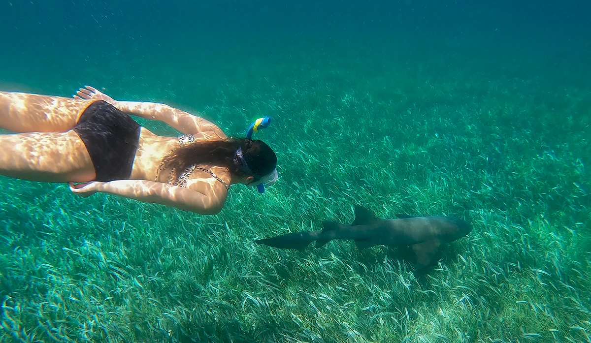swimming with shark
